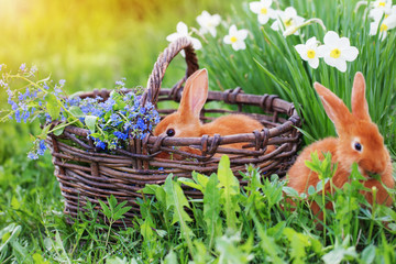 Obraz premium red rabbits outdoor