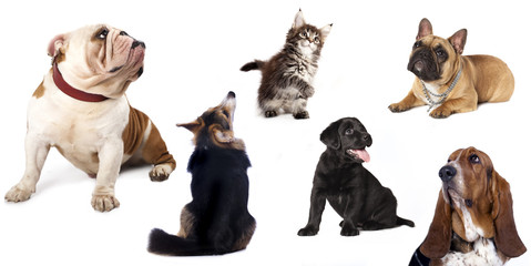  group  of dogs and  cat  look upin white background.