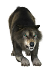 Fototapeta premium Wild Wolf on White
