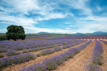 Fototapeta na wymiar Lavender field in Tasmania, Australia