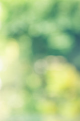 Obraz premium Natural abstract blurry background