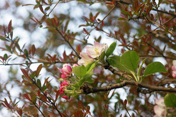 Blossoming apple