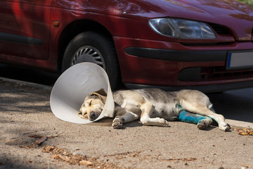 Injured dog with elizabethan collar laying next to car