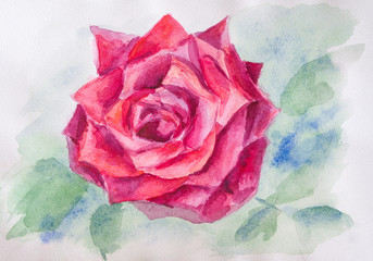 Rose flower. Watercolor