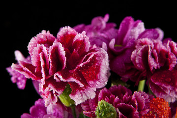 flowers of carnation