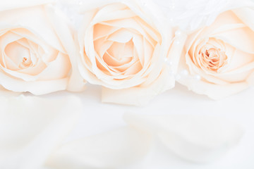 Soft full blown beige roses as a neitral background for wedding.  Selective focus.