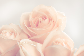 Fototapeta na wymiar Soft full blown beige roses as a neitral background. Selective focus.
