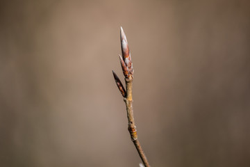 Geschlossene Buchenknospe