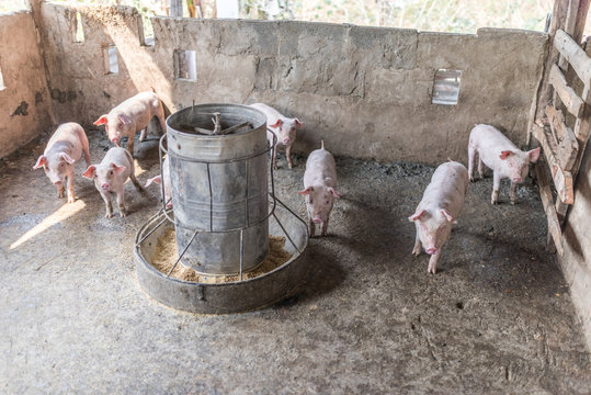 Young Pigs With The Pig Feeder In A Pig Pen