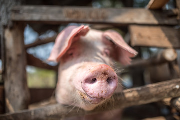 Pig breeder's nose 