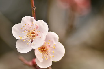 横須賀市田浦梅の里の梅の花