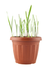 grass in a pot
