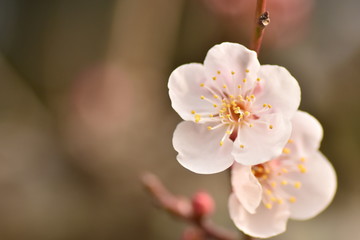 横須賀市田浦梅の里の梅の花