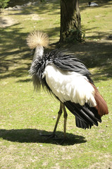 Back view of a grey crowned crane (Balearica regulorum) in a forest