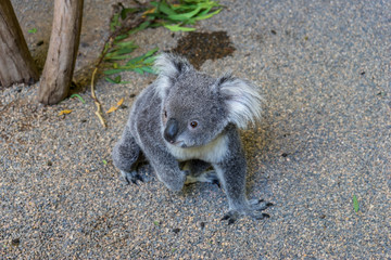 Crawling Koala on the floor 
