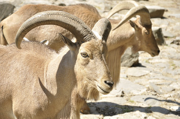 Two mountain goats on a rocky ground