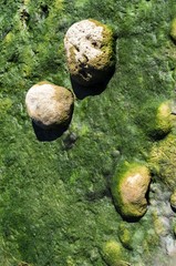 Stones on river, covered with seaweed