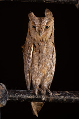 Eastern screech-owl © cornfield
