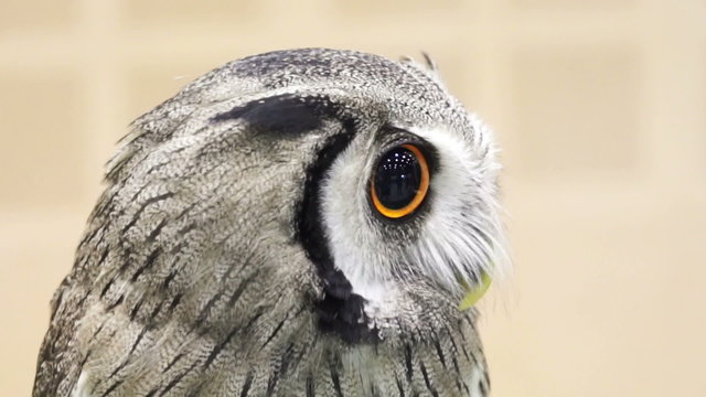 Close up shot of Small Northern white-faced owl. Beautiful yellow shiny eyes and grey feathers