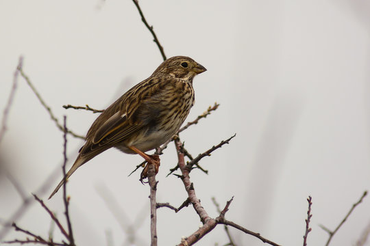 strillozzo (Emberiza calandra) su ramo di cespuglio