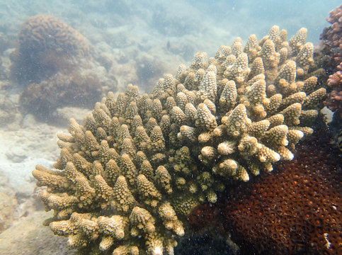 Staghorn coral, branching coral, Acropora