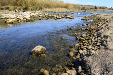Stones on river, covered with seaweed