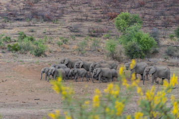 Group of elephents are moving toward the swap