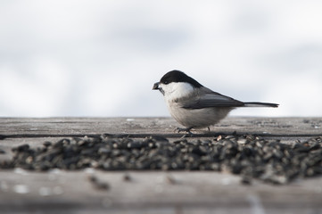 Marsh tit with sunflower´s seeds