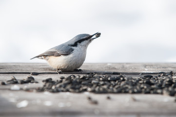 Eurasian nuthatch with sunflower´s seeds