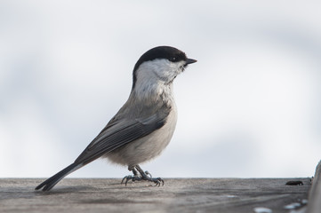 Marsh tit bird