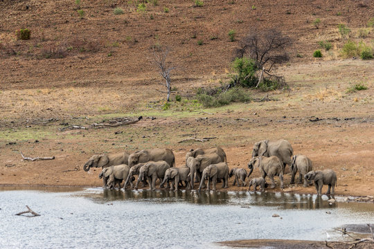 Group of elephents are drinking water from the swamp
