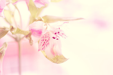 alstroemeria flower macro