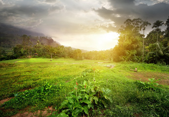 Field in jungles