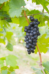 Lush, ripe red wine grapes on the vine with green leaves