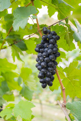 Lush, ripe red wine grapes on the vine with green leaves