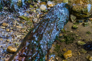 water and ice on Sandstone rocks in Sudeten mountains in Saxony, Germany, 