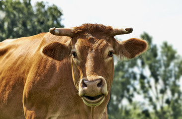 Belgian cow in a typical belgian setting