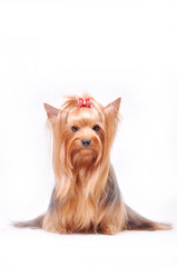 Beautiful adult female Yorkshire terrier with a bow on her head