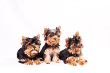 Three Yorkshire terrier puppy