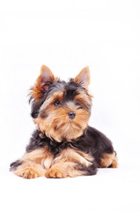 Little Yorkshire terrier puppy