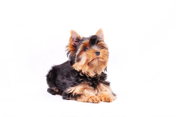 Little Yorkshire terrier puppy