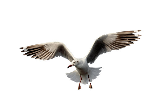 Seagull flying.