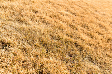 Bunches of hay under sunny