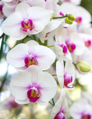 Naklejka na ściany i meble white phalaenopsis orchid flower