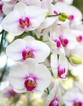 Fototapeta white phalaenopsis orchid flower