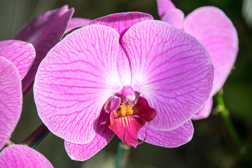 Close up Pink violet orchid flower ( Phalaenopsis )