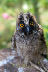 young owl in front of  sitting on a stump