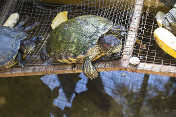 turtles ,Turtles on the tree,beautiful turtles