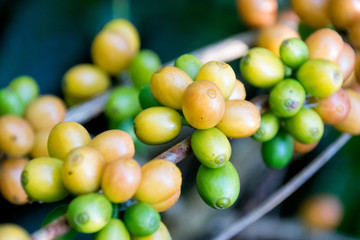 Fresh green raw coffee beans - Coffee tree branches filled with ripening Coffee Cherries.