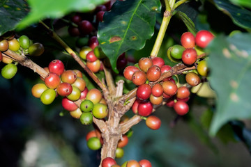 Fresh raw coffee beans - Coffee tree branches filled with ripening Coffee Cherries.